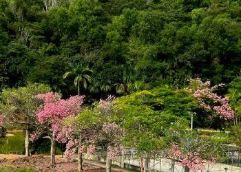 Outono encantador: As árvores-paineiras do Parque do Jacaré revelam sua beleza em Águia Branca