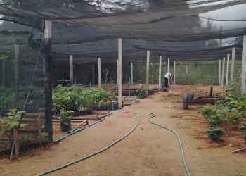 Reativado e ampliado, Horto Municipal de Barra de São Francisco, projeta produção de 50 mil mudas de árvores até o final do ano
