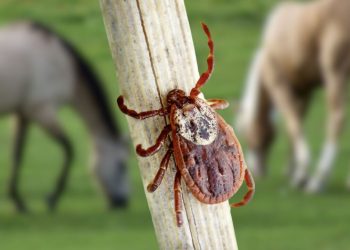 O que é febre maculosa e como se proteger?