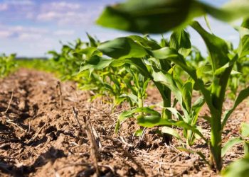 Plano Safra estima R$ 2,5 bilhões para subsídio de seguros no campo