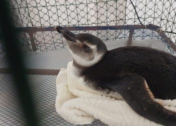 Pinguins começam a chegar ao Estado e Iema orienta quanto ao resgate