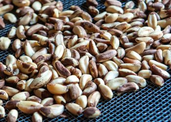 Apex: veremos um crescimento das exportações amazônicas