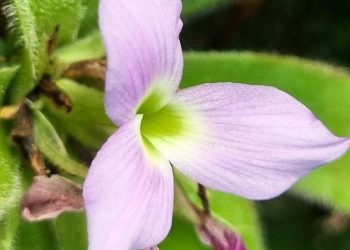 Pesquisadores descobrem nova espécie de bromélia peluda em MG