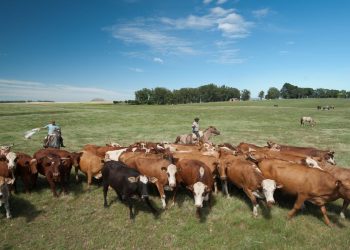 Lula lança programa de recuperação de pastagem antes de ir para COP-28