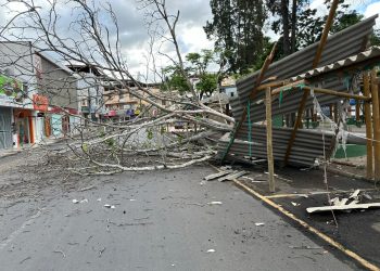 Chuva forte e vendaval derrubam árvore cinquentenária no Centro de Nova Venécia; veja imagens