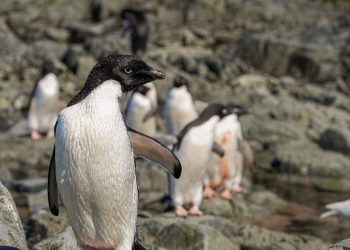 Cientistas analisam microplásticos em fezes de pinguins na Antártica