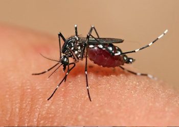 Estado recebe a primeira remessa de doses de vacina contra dengue nesta quinta-feira (22)