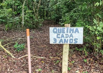 Laboratório a céu aberto permite pesquisas sobre queimadas