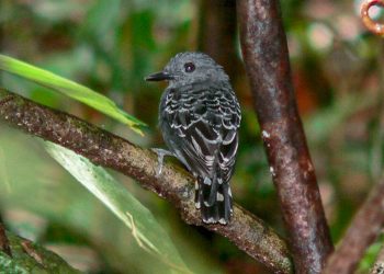 Mudanças climáticas do passado impactaram genética de ave na Amazônia