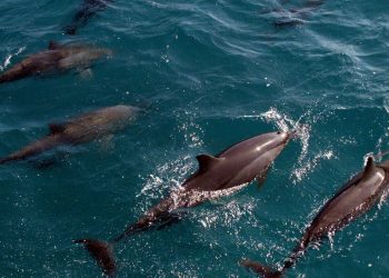 Universidades criam roteiros de ecoturismo em Santa Catarina