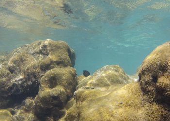 Mais de 70% de espécies ameaçadas buscam Áreas Marinhas Protegidas