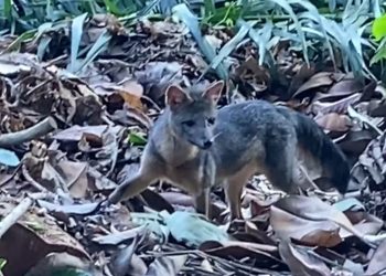 Rio de Janeiro: cachorro-do-mato faz visita diurna ao Parque Lage