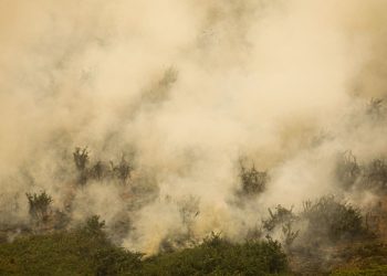Defesa Civil de SP emite alerta para risco de incêndios florestais