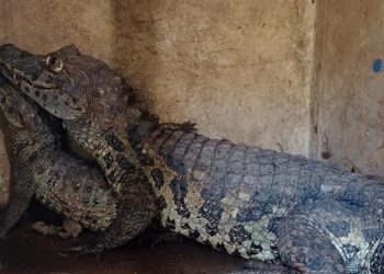 Batalhão Ambiental da PMES apreende jacarés e jabutis mantidos ilegalmente em cativeiro em João Neiva