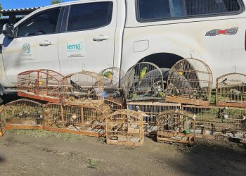 Iema realiza ação de entrega voluntária de animais silvestres em Conceição da Barra