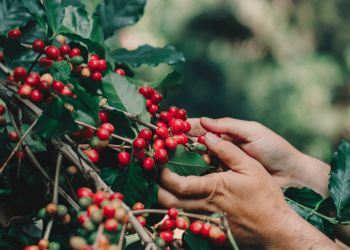 Banestes anuncia R$ 1 bilhão em recursos para produtores no novo Plano Safra